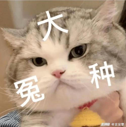 娱乐吃瓜酱点评,揭秘娱乐圈幕后真相